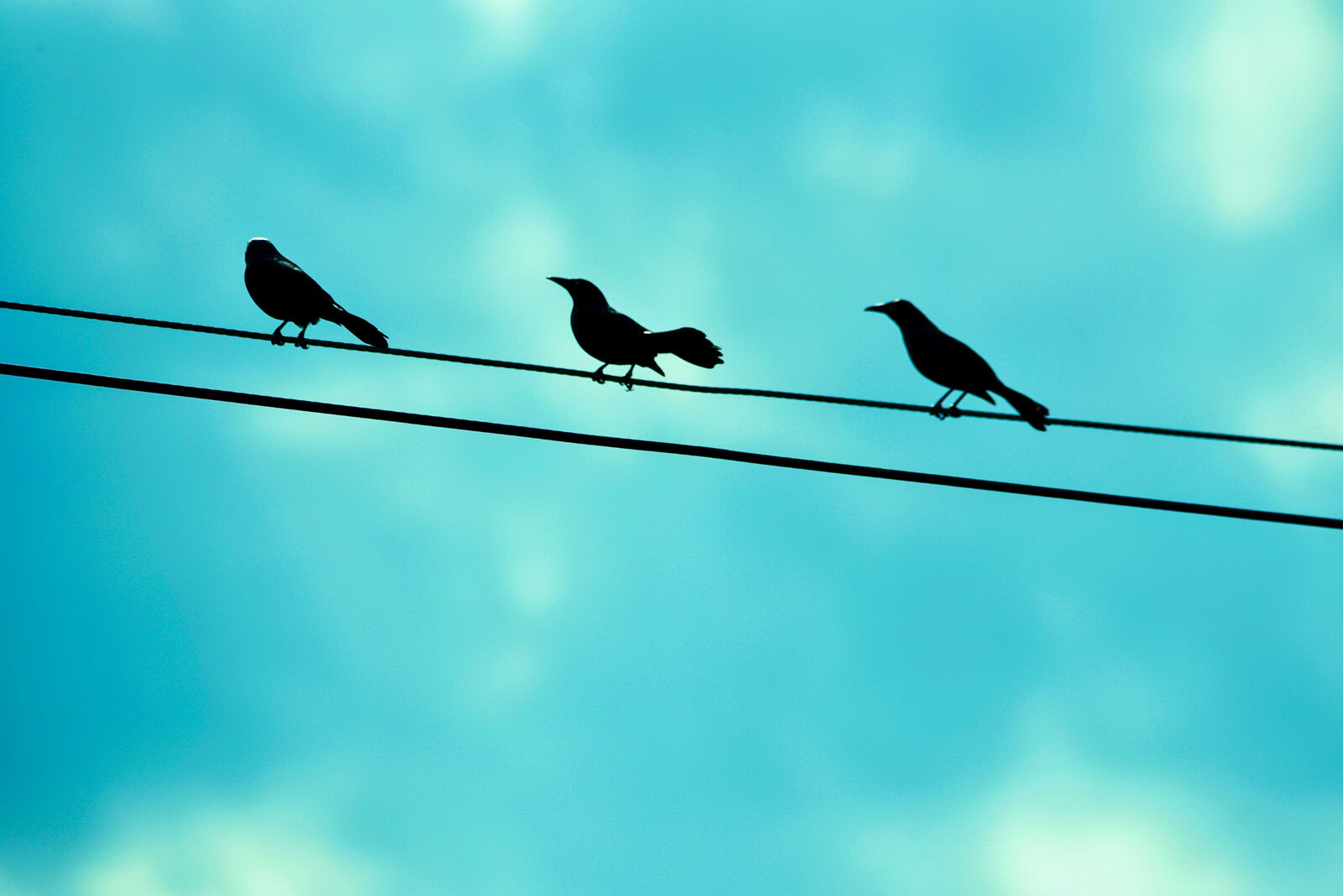 Birds on a wire